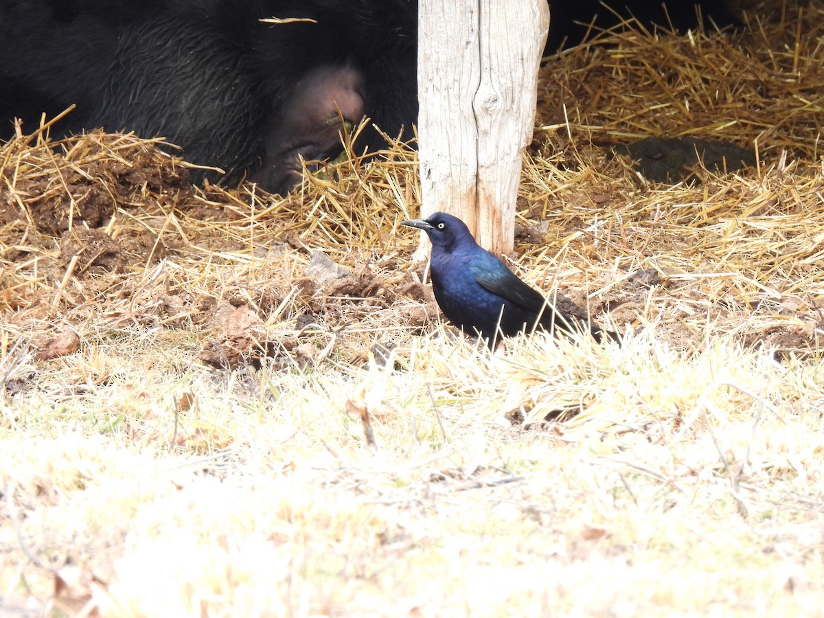 Great-tailed Grackle - ML614207905