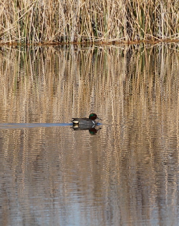 Green-winged Teal - ML614208162