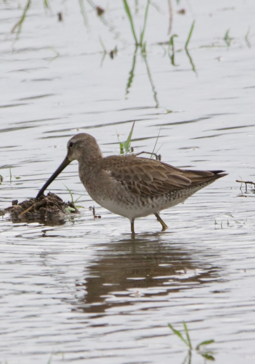 Long-billed Dowitcher - ML614208467