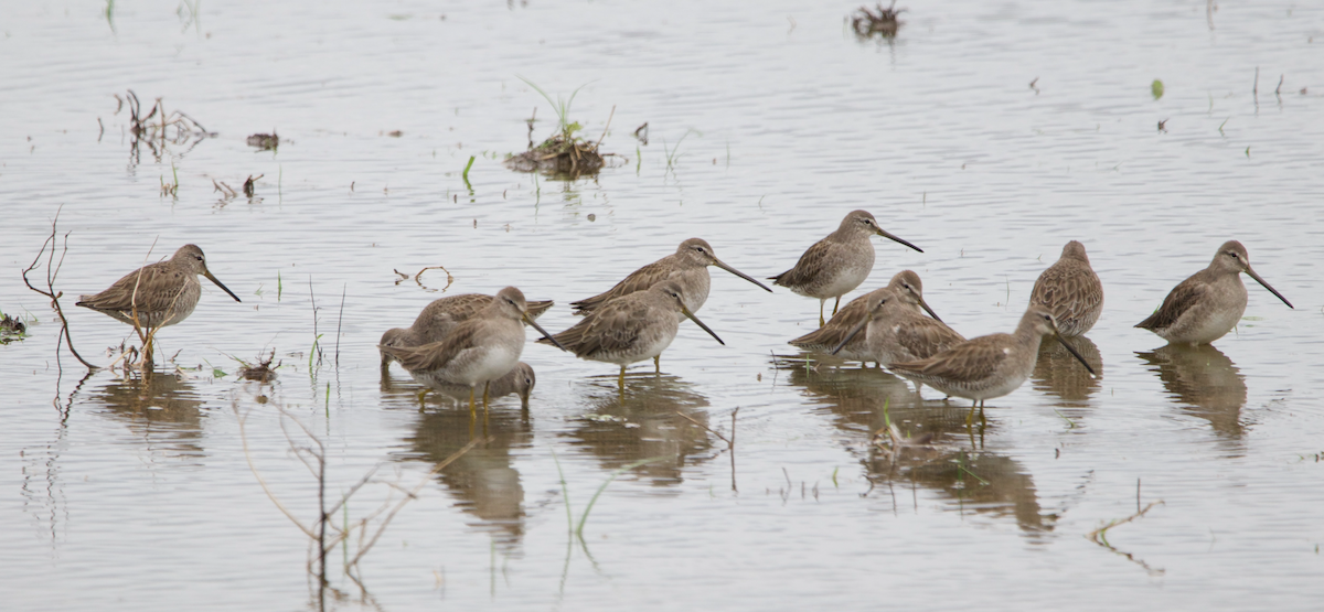 Long-billed Dowitcher - ML614208468