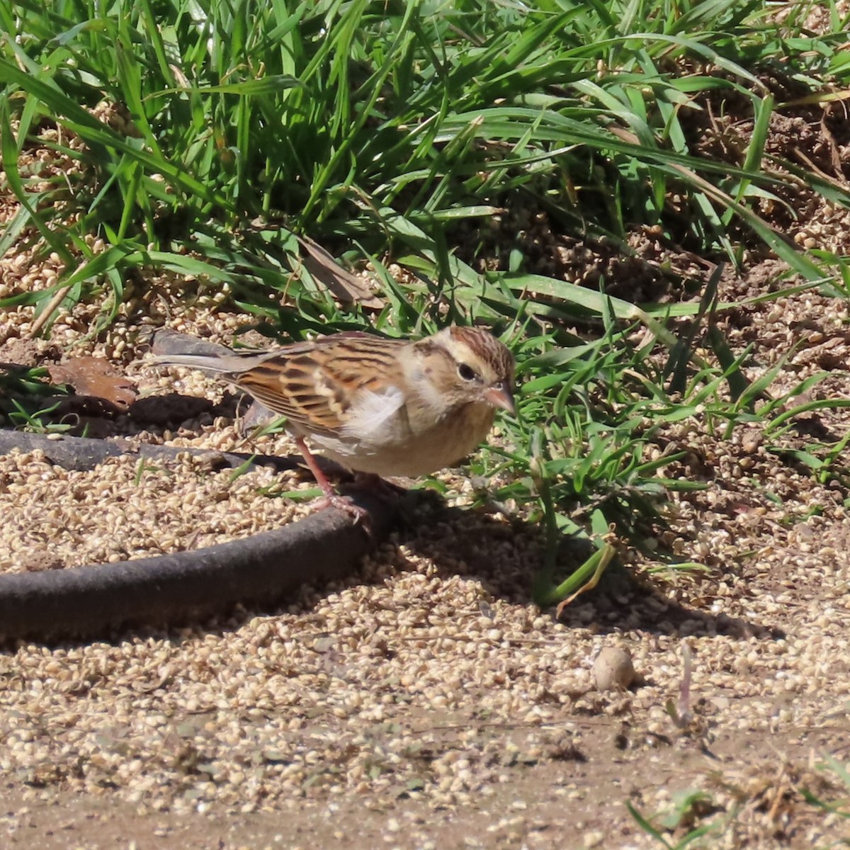 Chipping Sparrow - ML614208650