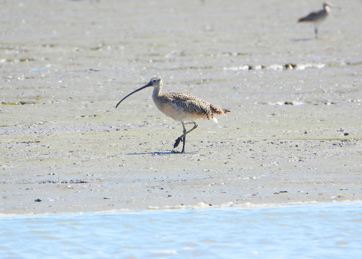 Long-billed Curlew - ML614209413