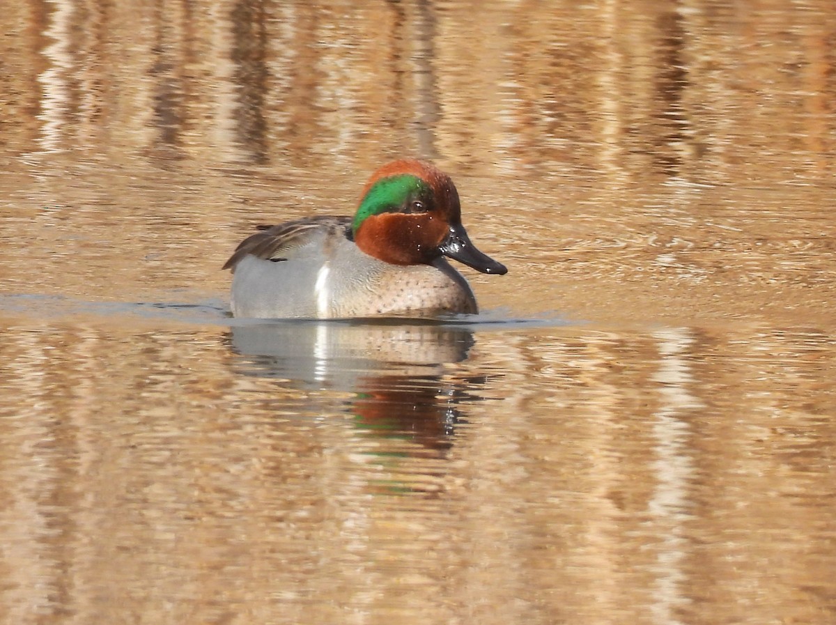 Green-winged Teal - ML614209472