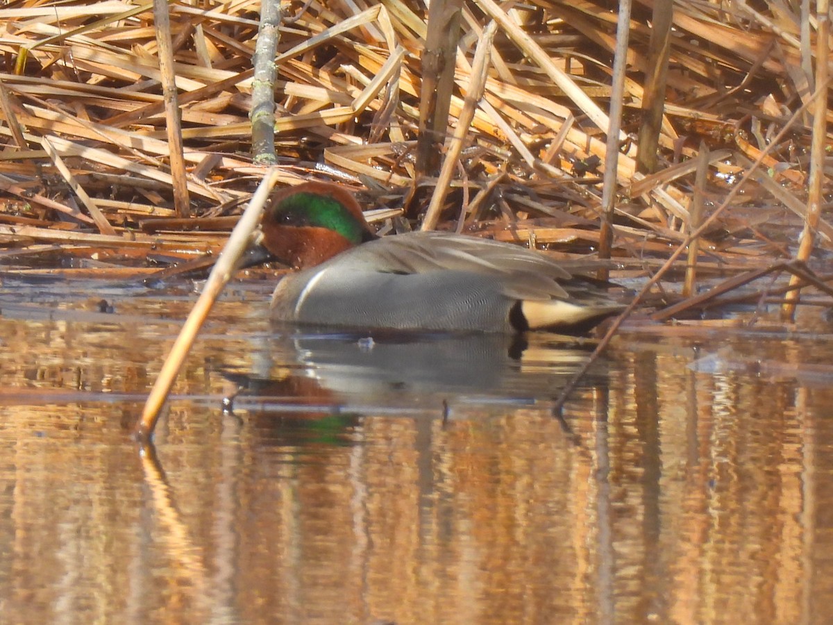 Green-winged Teal - ML614209473