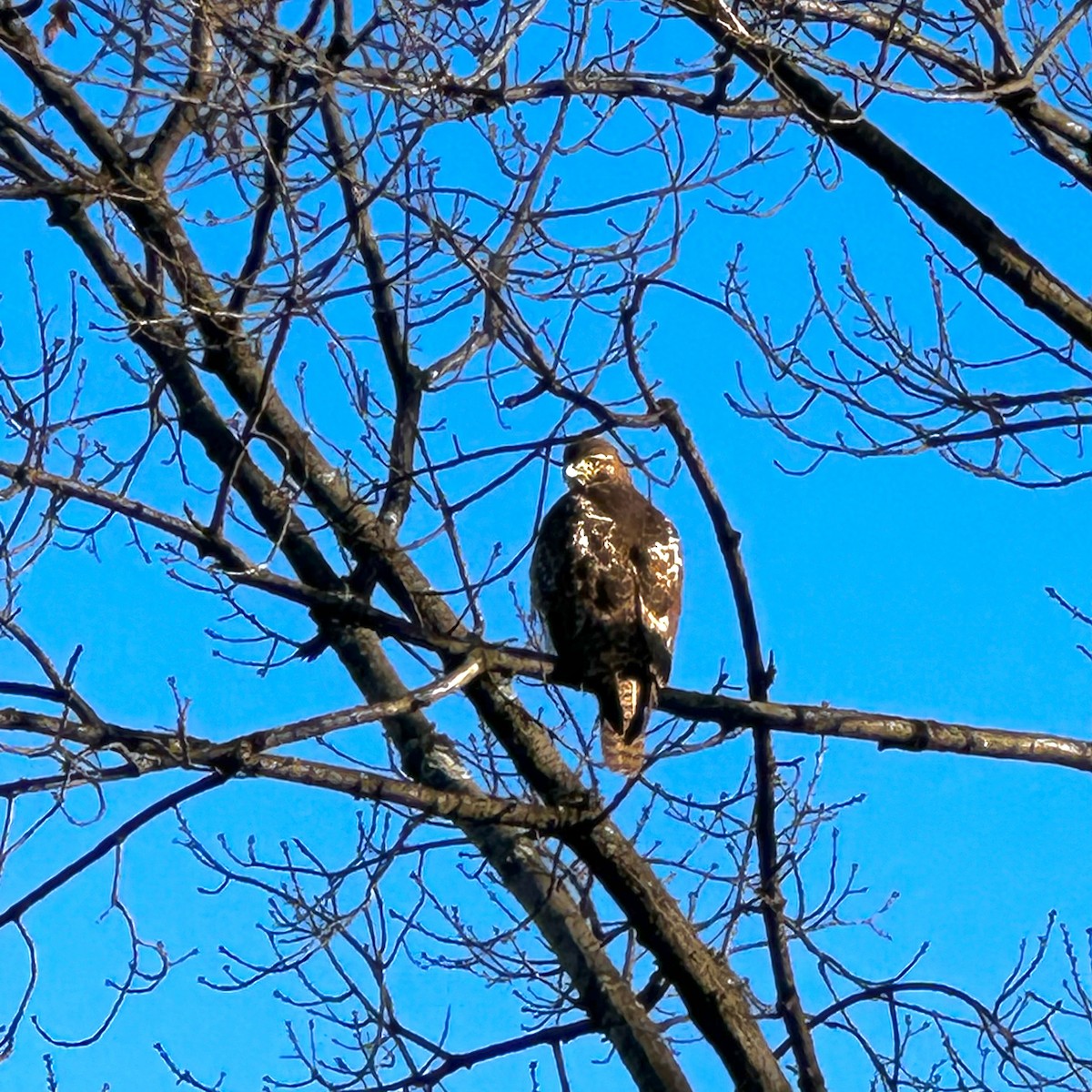 Red-tailed Hawk - ML614209559