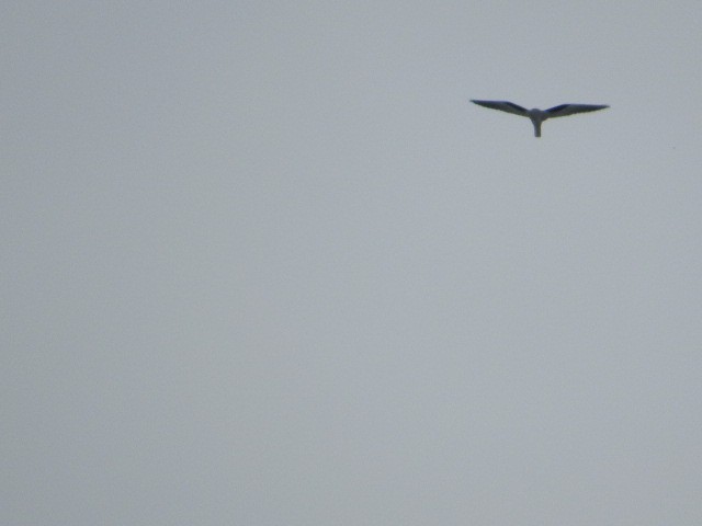 White-tailed Kite - ML614209724