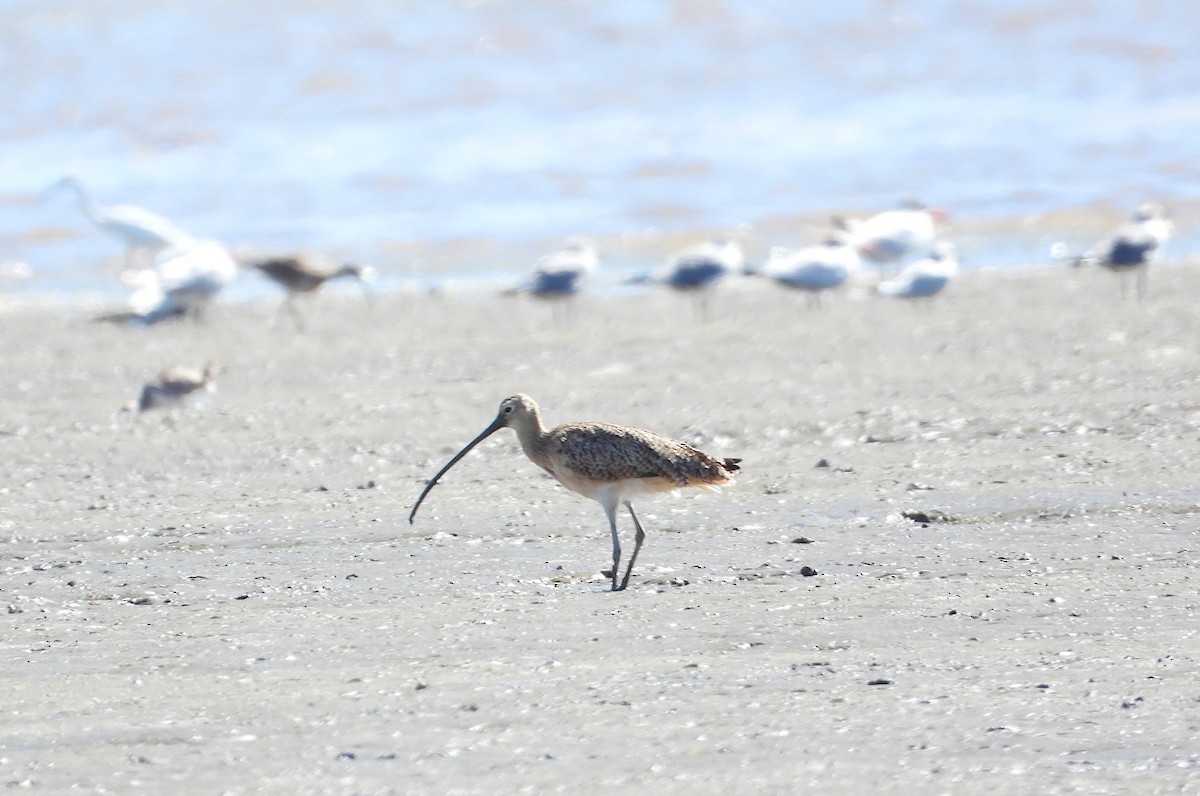 Long-billed Curlew - ML614209855