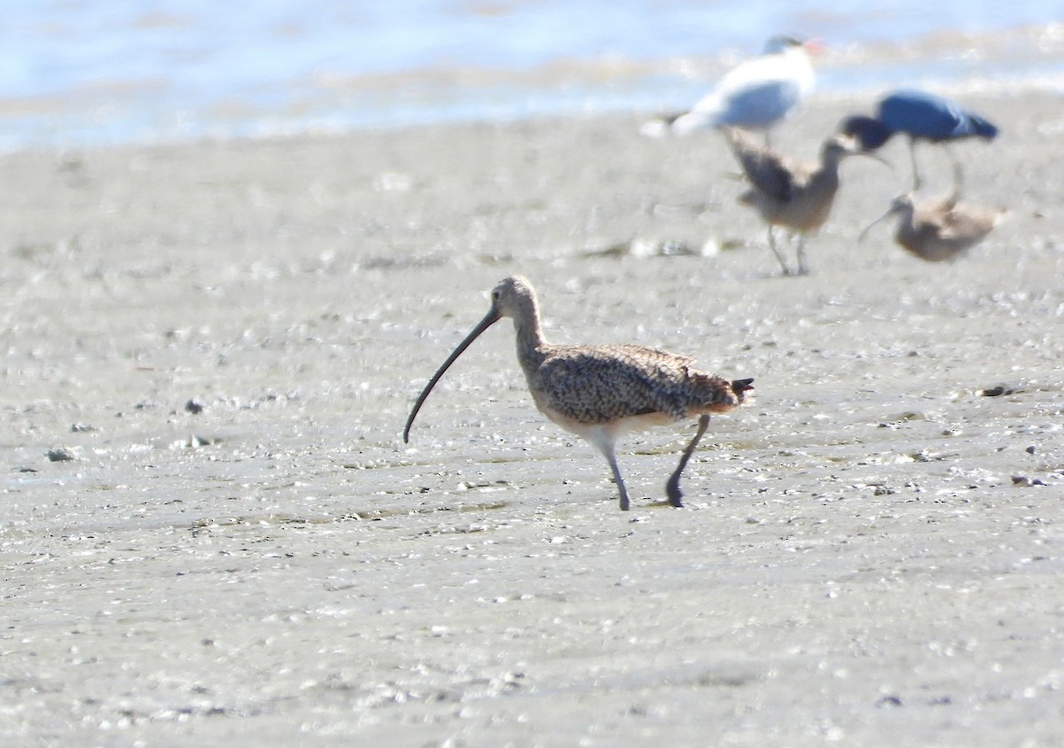 Long-billed Curlew - ML614209999
