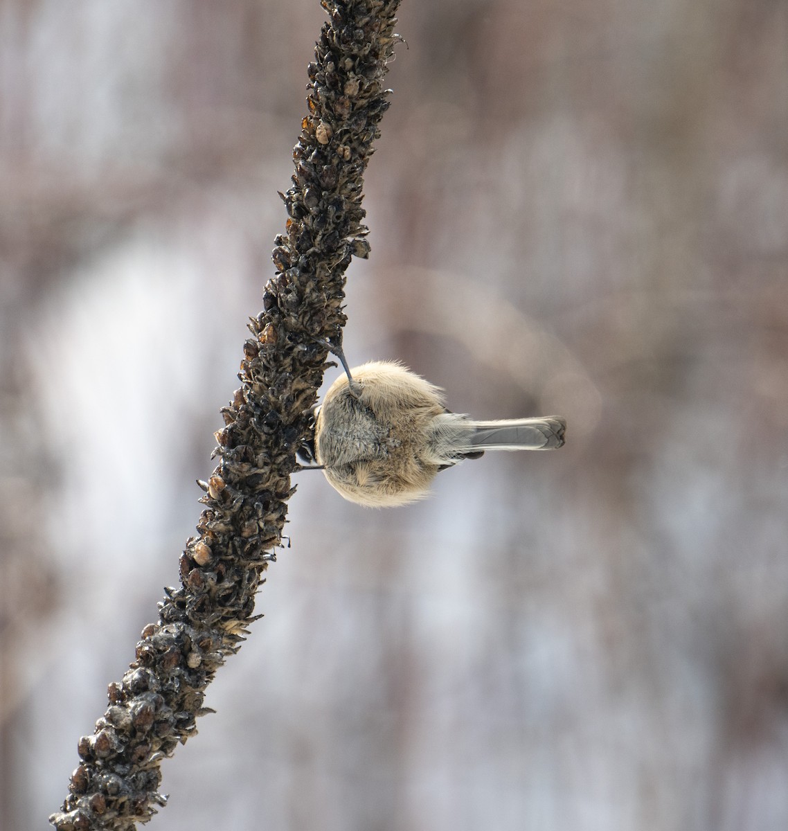 Black-capped Chickadee - Terry Rich