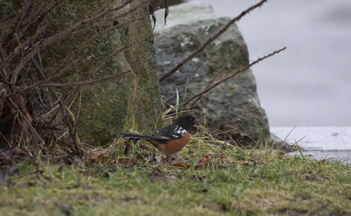 Spotted Towhee - ML614210203