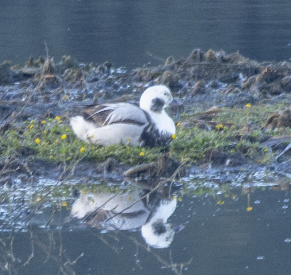 Long-tailed Duck - ML614210269