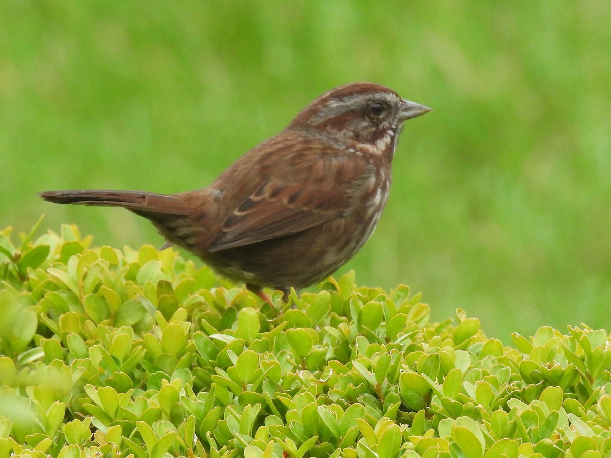Song Sparrow - Margi Finch