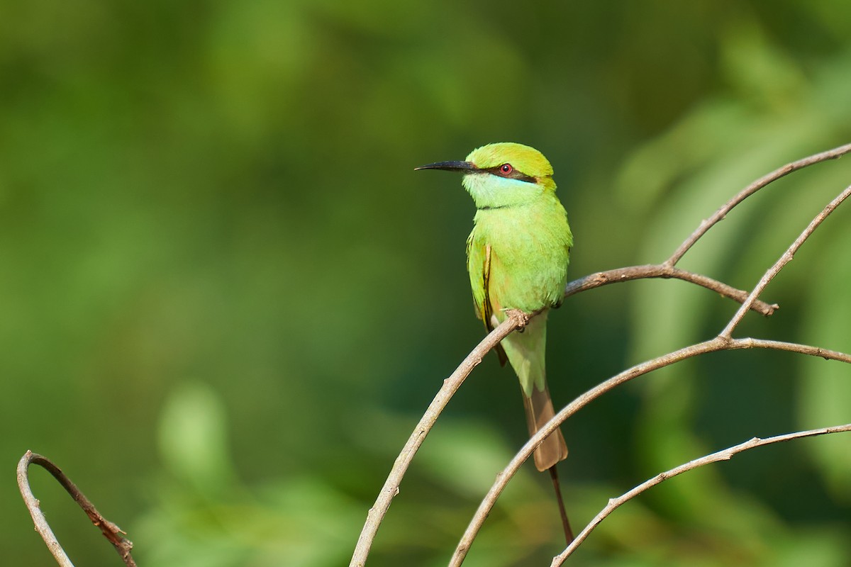 Asian Green Bee-eater - ML614210371