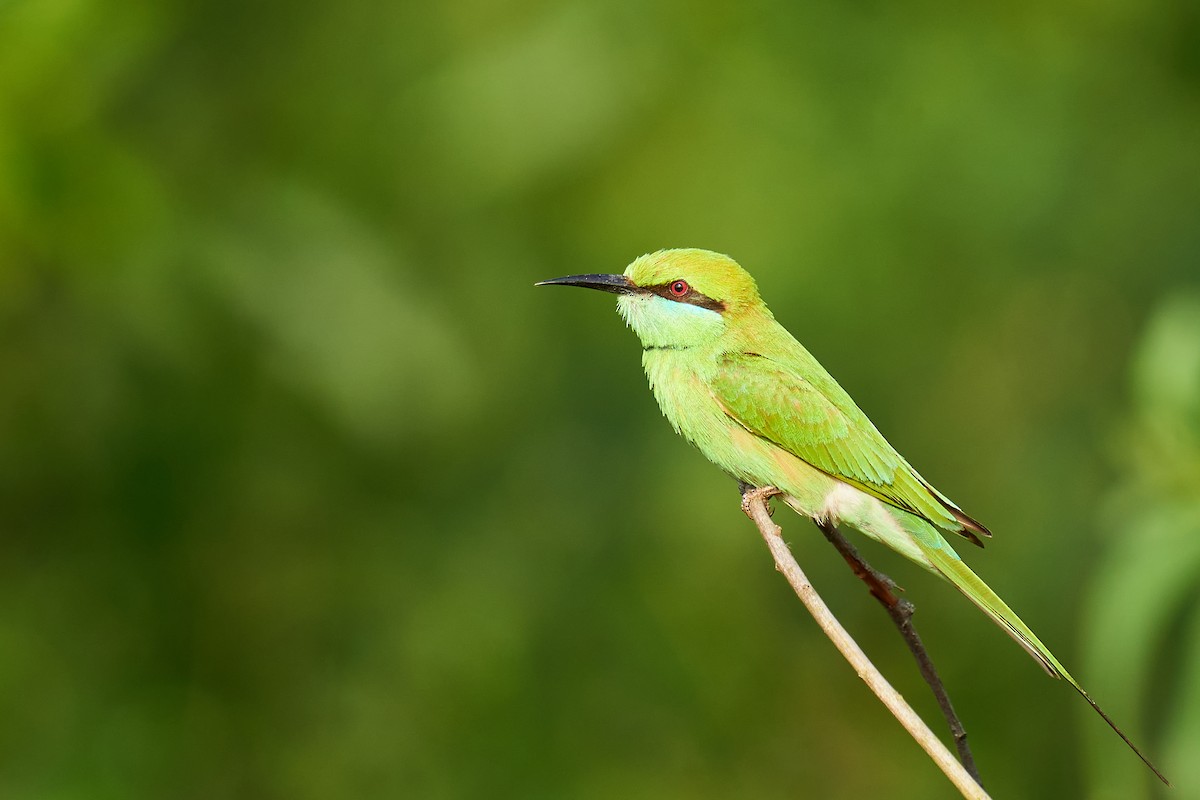 Asian Green Bee-eater - ML614210372