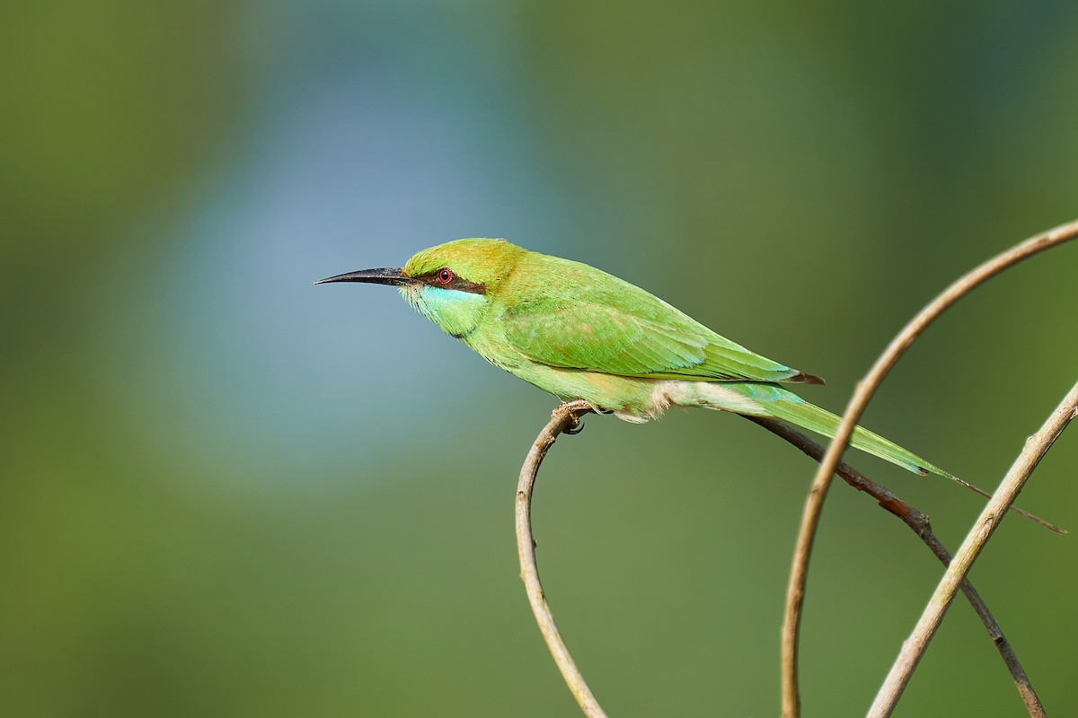 Asian Green Bee-eater - ML614210373
