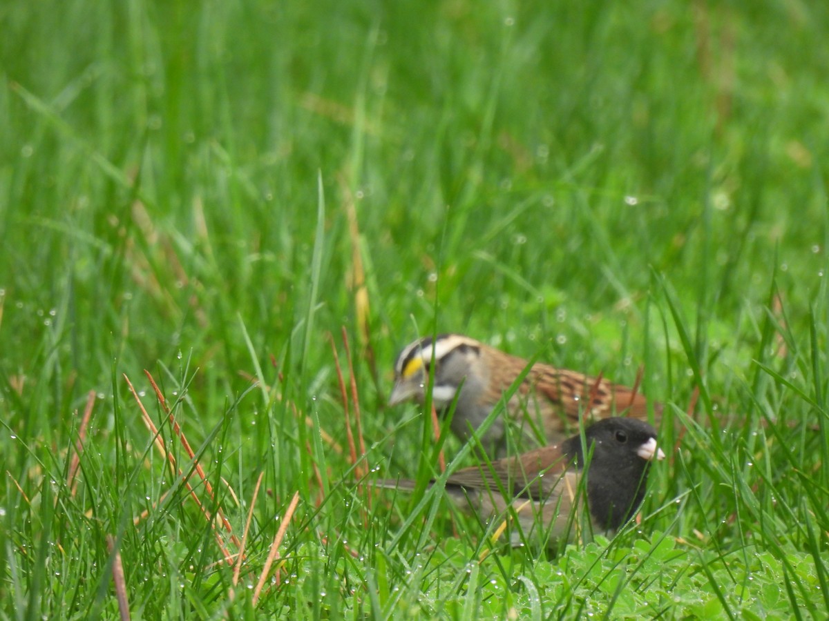 White-throated Sparrow - Margi Finch