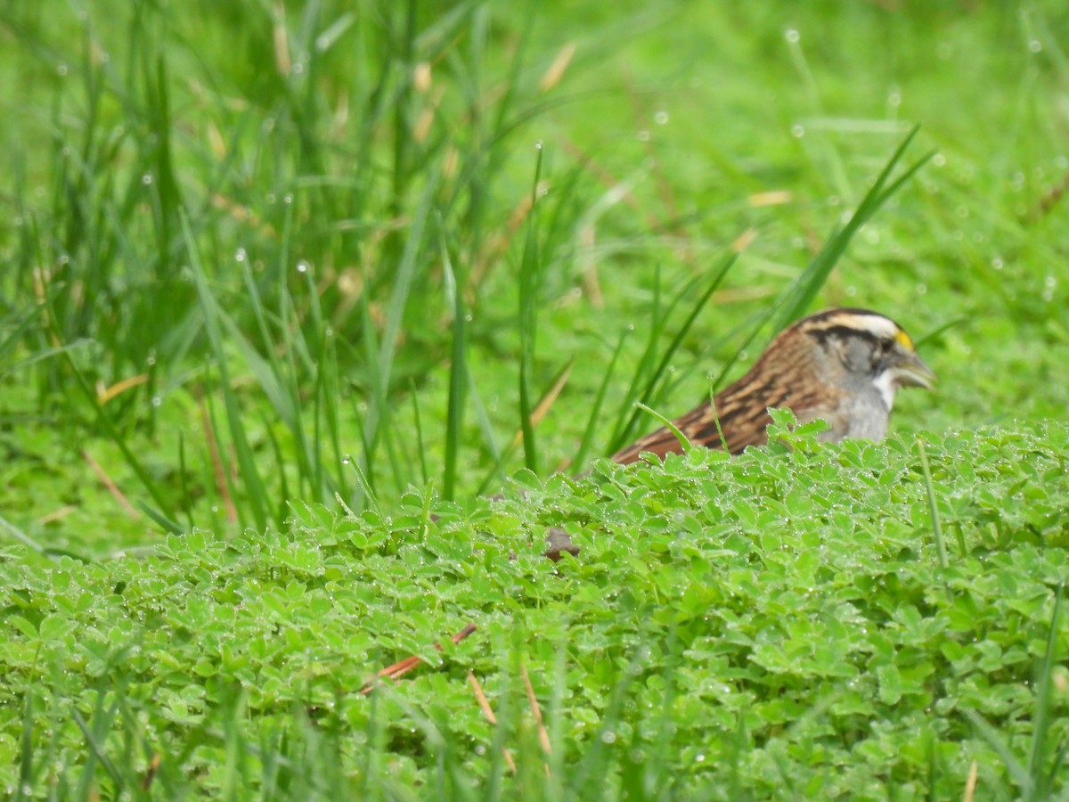White-throated Sparrow - ML614210385