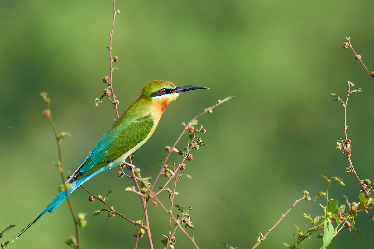 Blue-tailed Bee-eater - Raghavendra  Pai