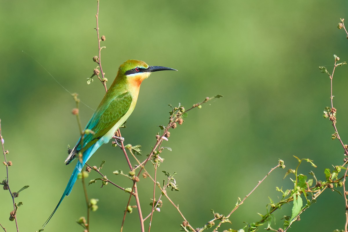 Blue-tailed Bee-eater - ML614210388