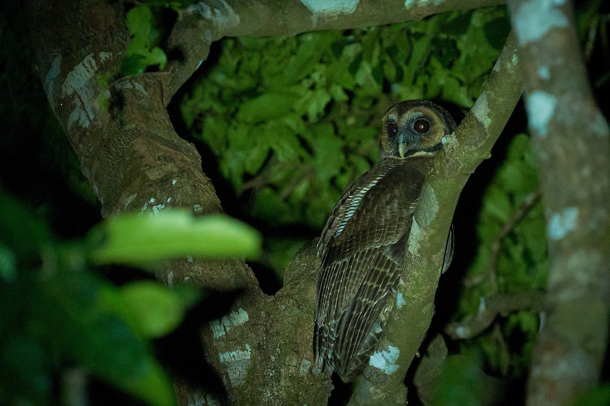 Brown Wood-Owl - ML614210533