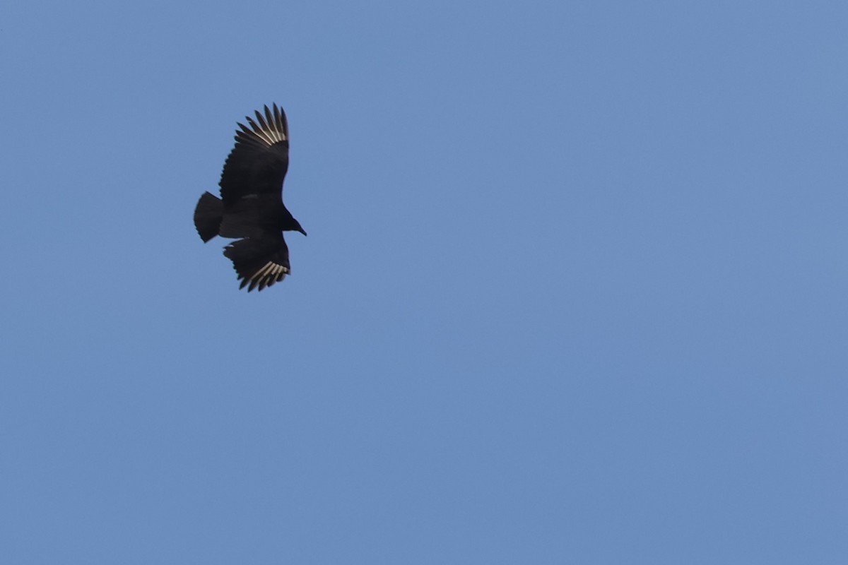 Black Vulture - ML614210718
