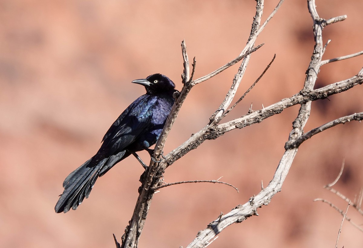 Great-tailed Grackle - ML614210788