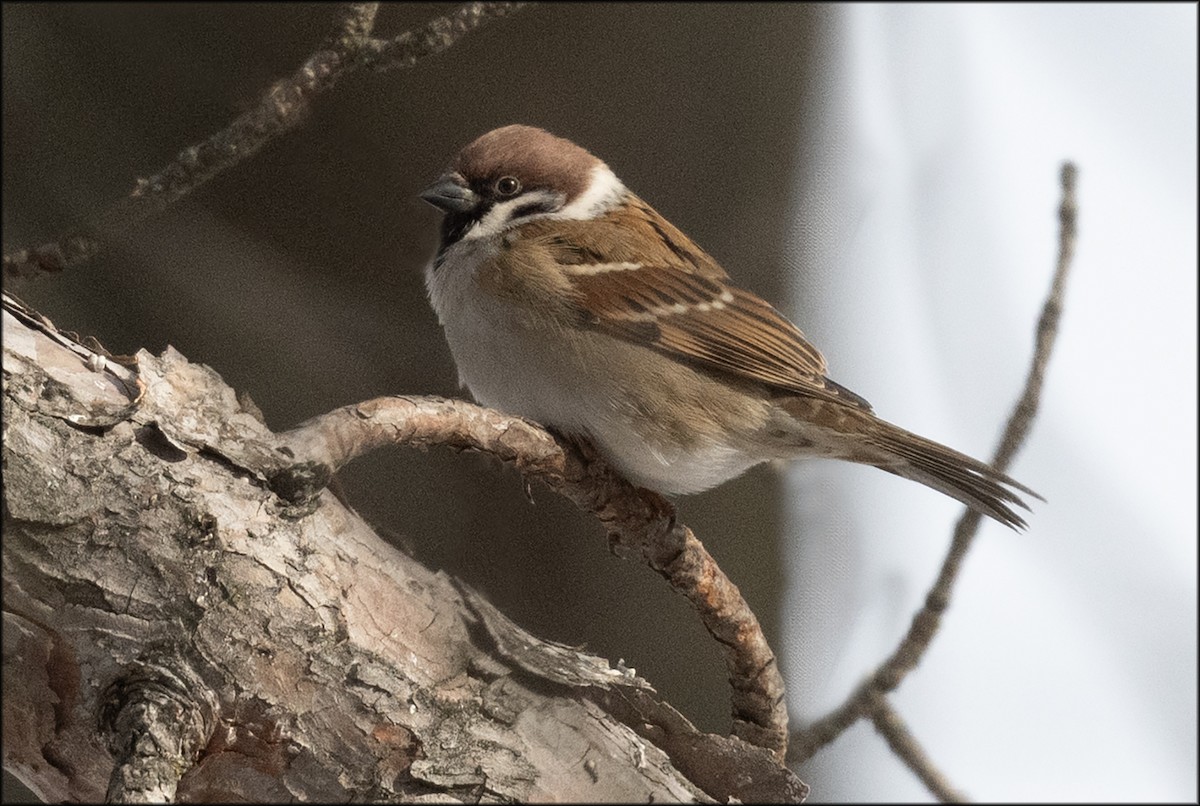 Eurasian Tree Sparrow - ML614211106