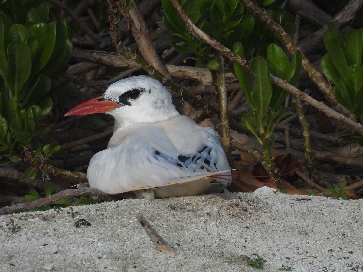 Red-tailed Tropicbird - ML614211312