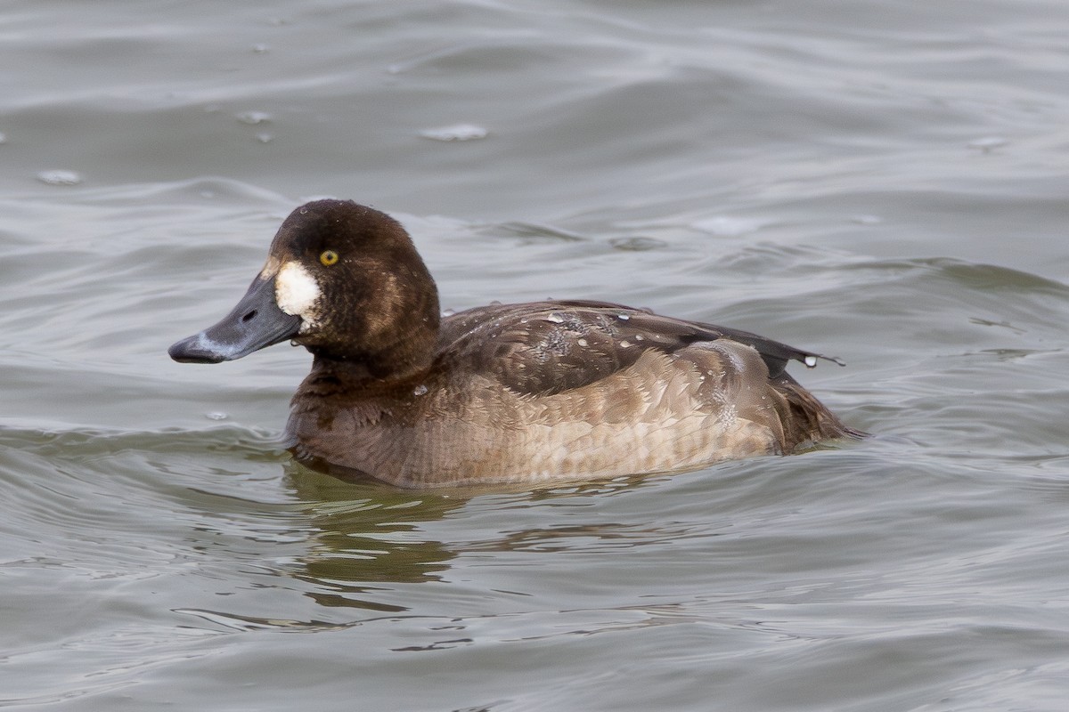Greater Scaup - ML614211447