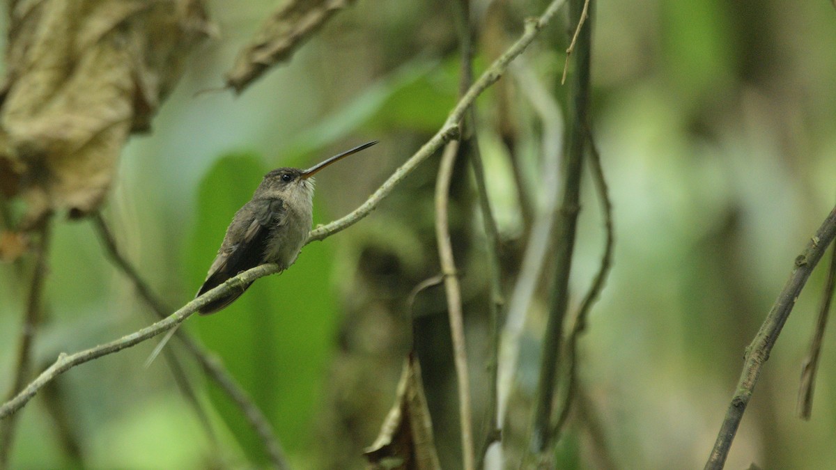 kolibřík šídlozobý - ML614211493
