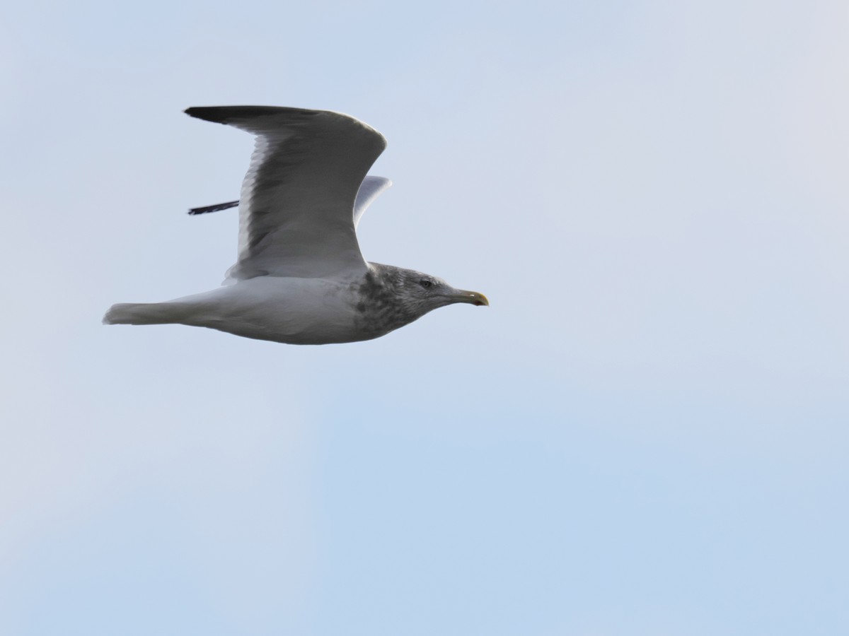 Herring Gull (American) - ML614211518