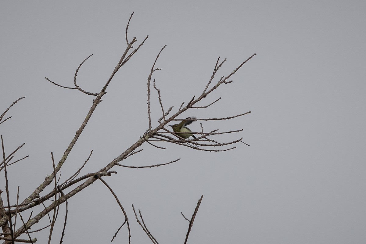 Fork-tailed Sunbird - ML614211613