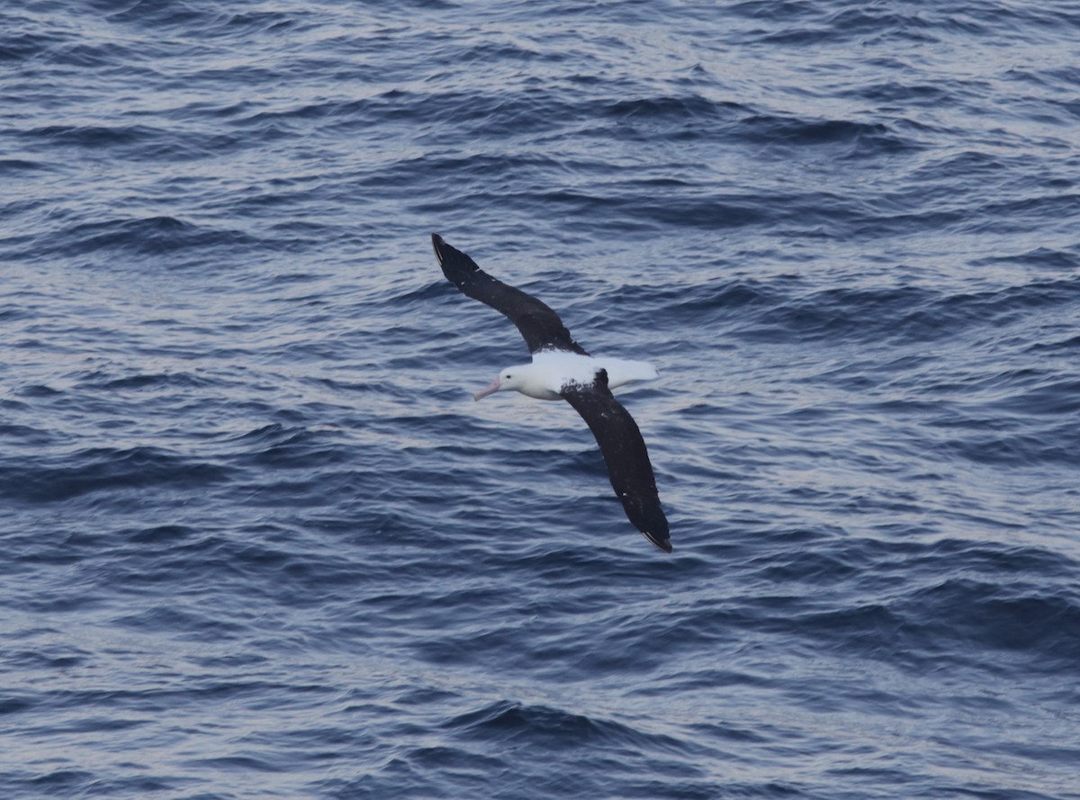 Northern Royal Albatross - ML614211684