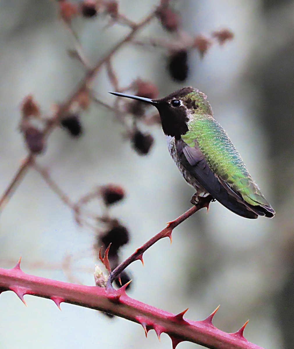 Anna's Hummingbird - ML614211750