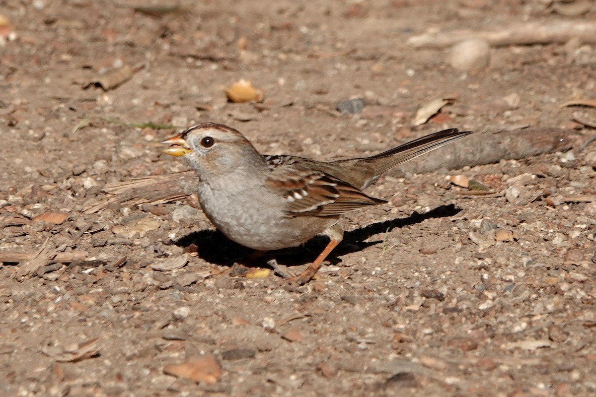 White-crowned Sparrow - ML614211892