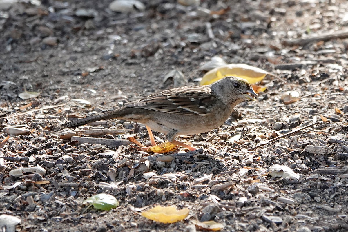 Golden-crowned Sparrow - Steve Neely