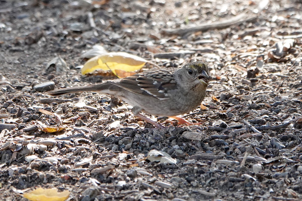 Golden-crowned Sparrow - ML614211902