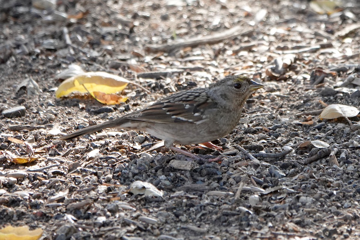 Golden-crowned Sparrow - ML614211905