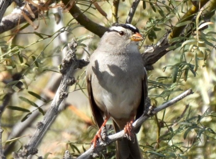 White-crowned Sparrow - ML614211915