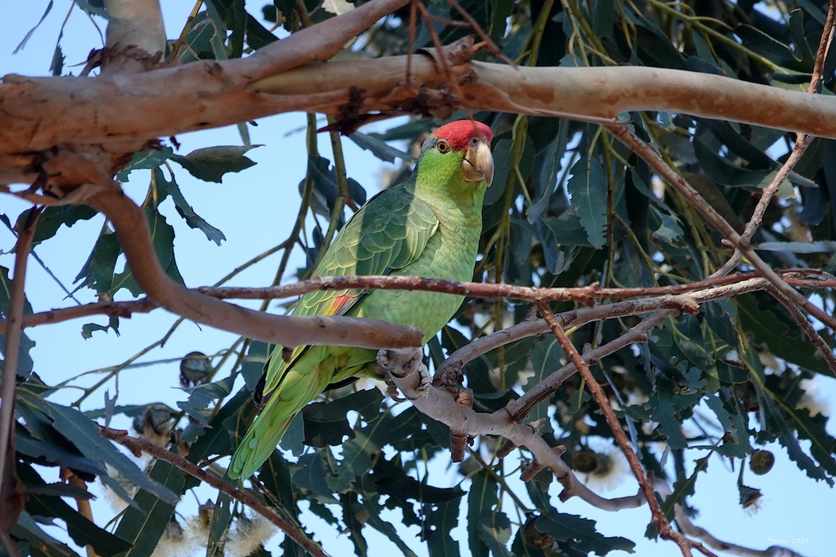 Red-crowned Parrot - ML614211930