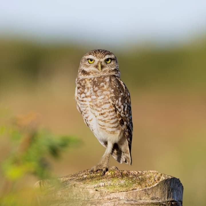 Burrowing Owl - ML614211944