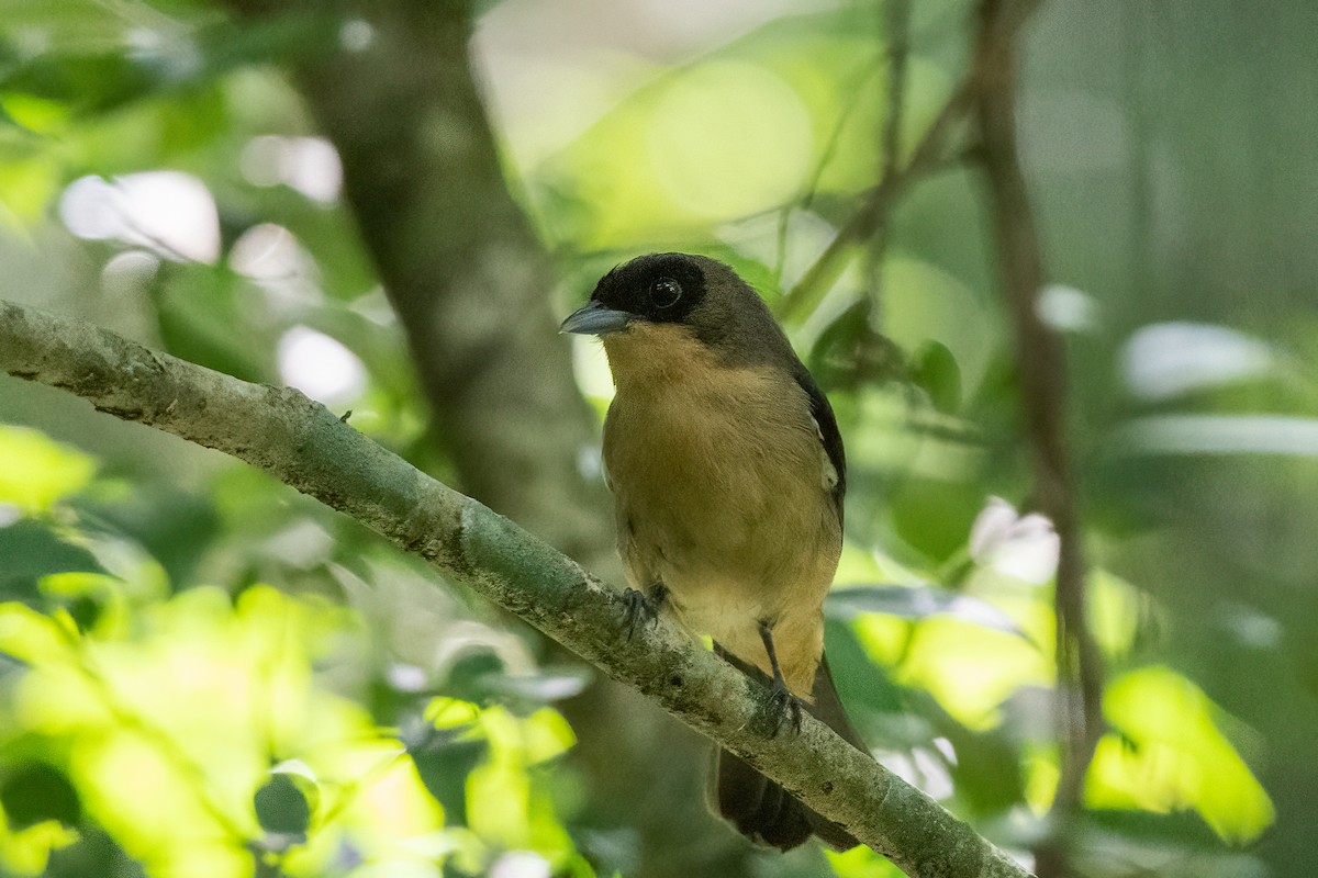 Black-goggled Tanager - ML614211982