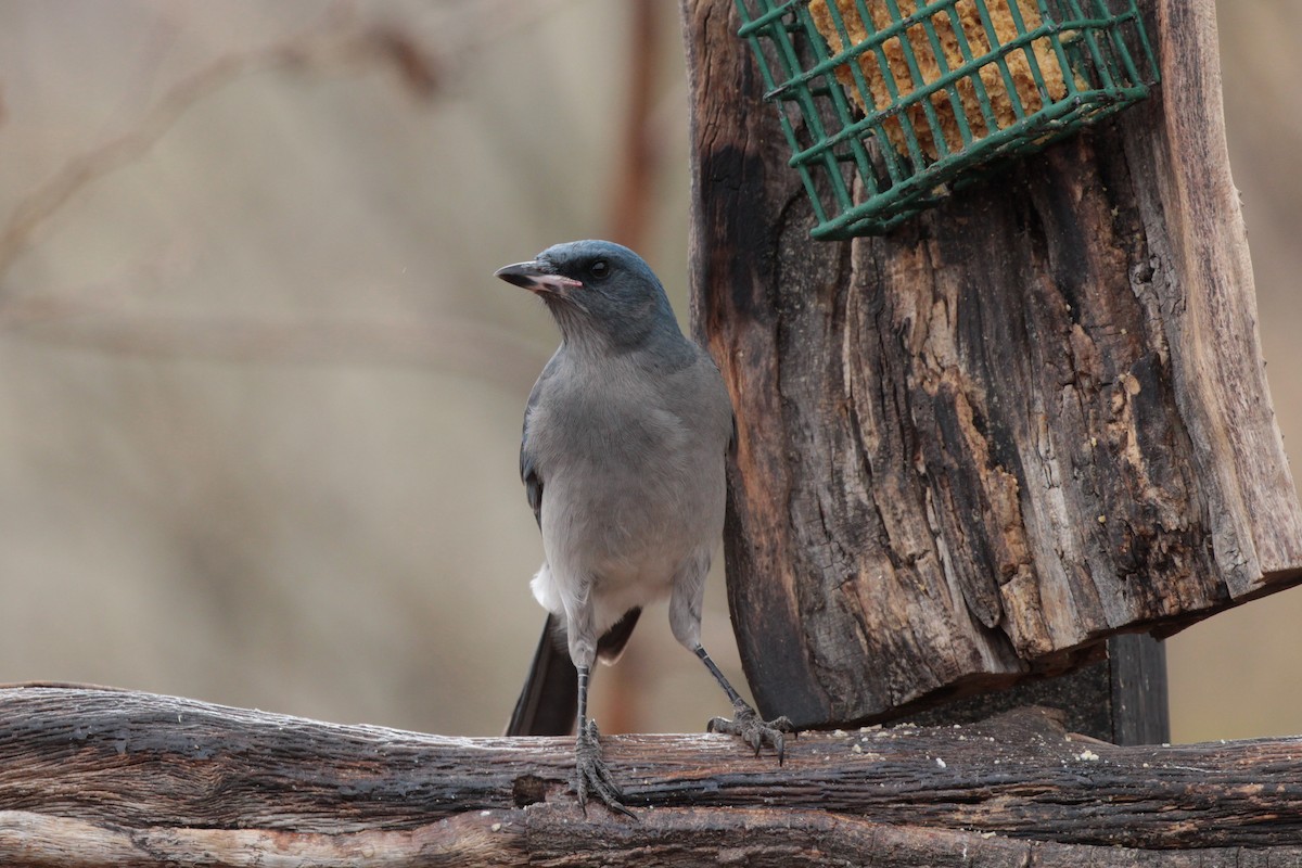 Mexican Jay - ML614212105