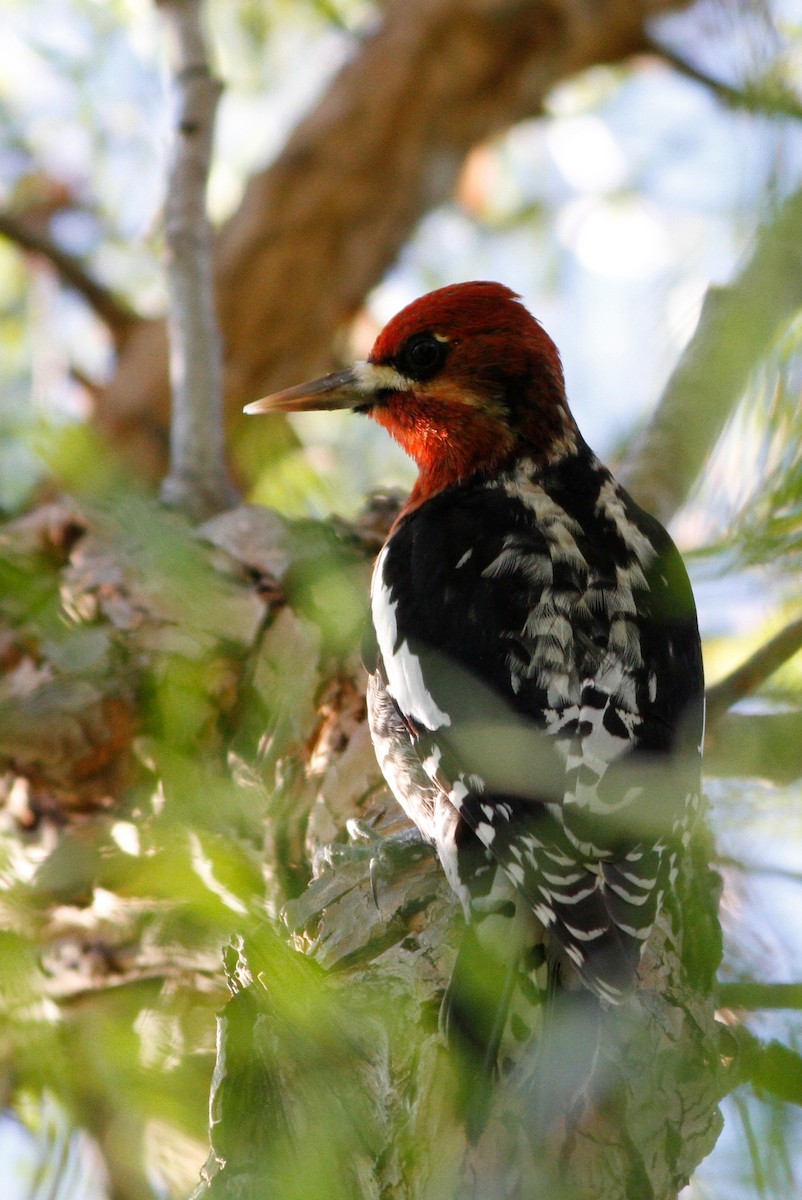Red-breasted Sapsucker - ML614212357