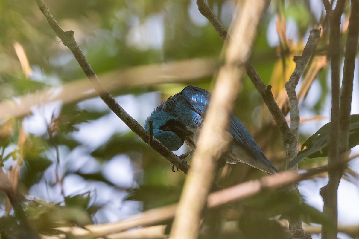 Swallow Tanager - ML614212595