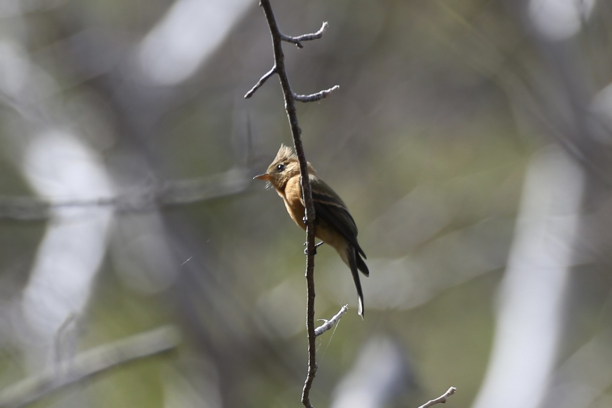 Tufted Flycatcher (Mexican) - ML614212631