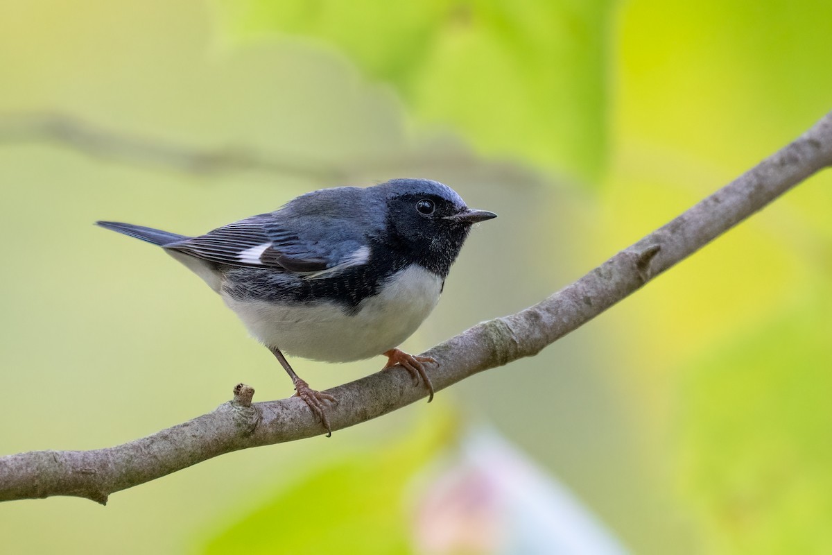 Black-throated Blue Warbler - Peter F
