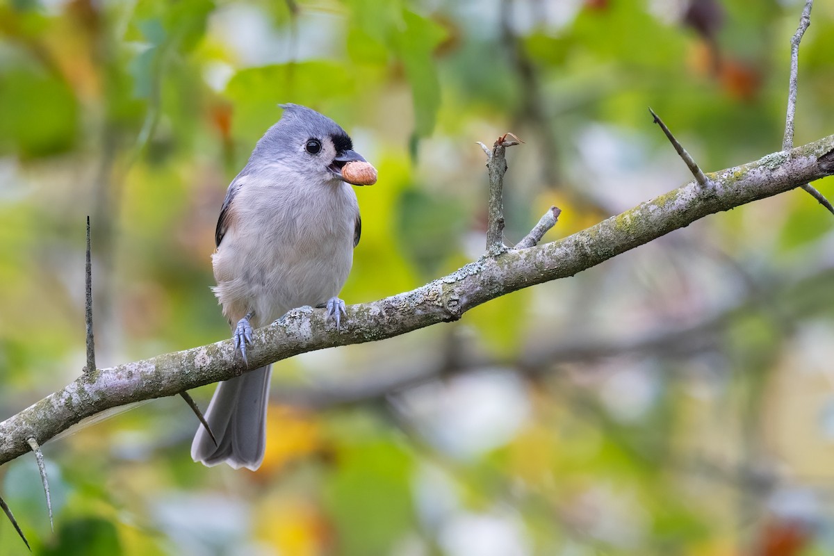 Tufted Titmouse - Peter F