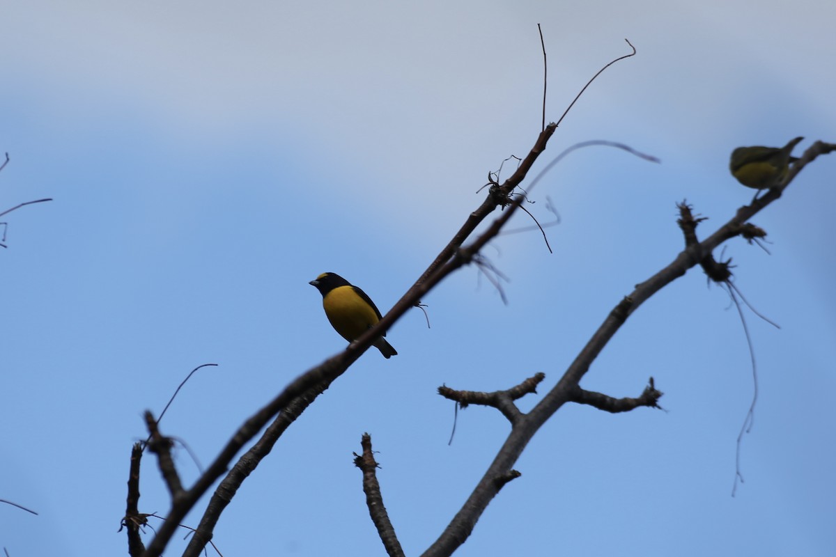 West Mexican Euphonia - ML614212694