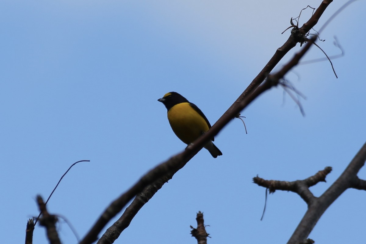 West Mexican Euphonia - ML614212695